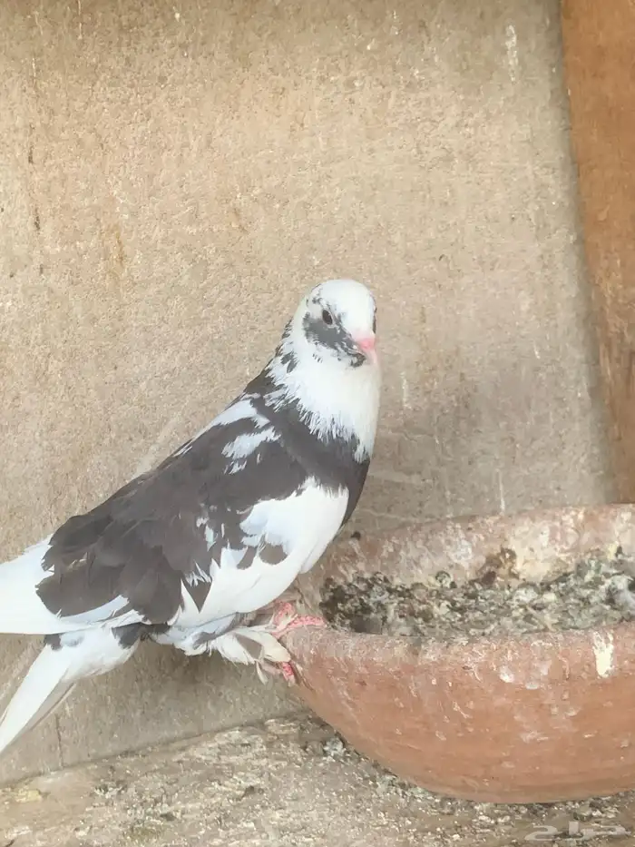 حمام تركي 4
