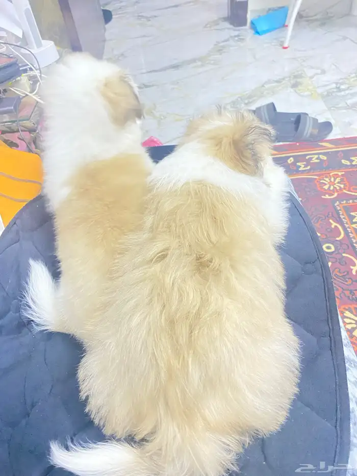 الروضة الدمام 6