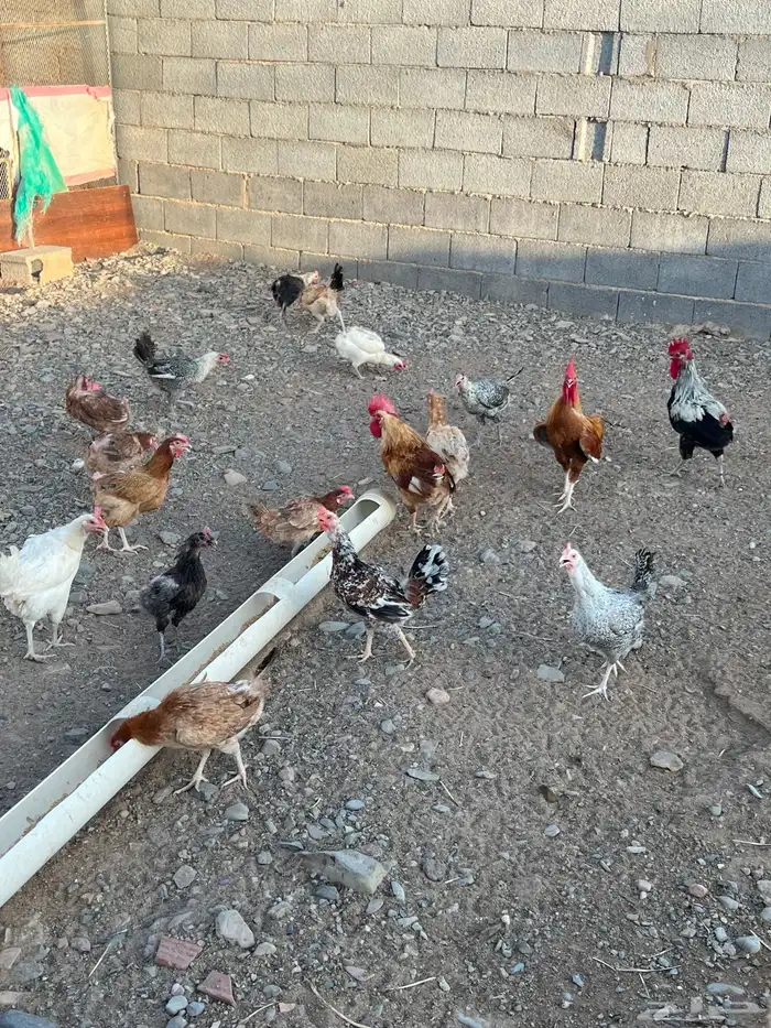 دجاج بلدي فواتح احجام تب وبياض شرط 0