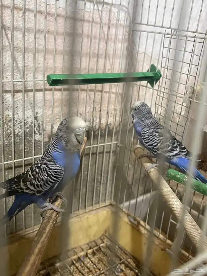 بادجي جوز منتج ووليف ودلوع 0