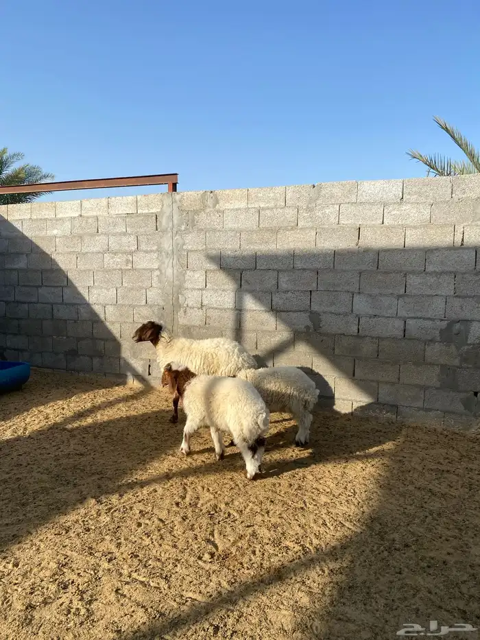 نعيم متاومة 1