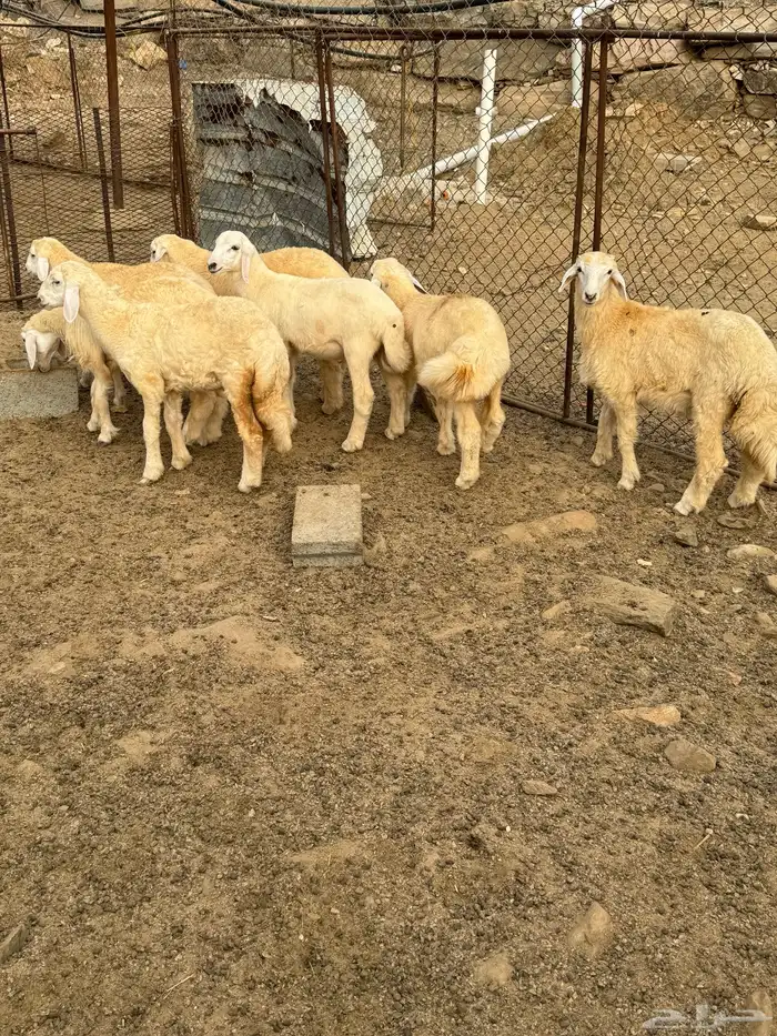 طليان ورخال العدد7 0
