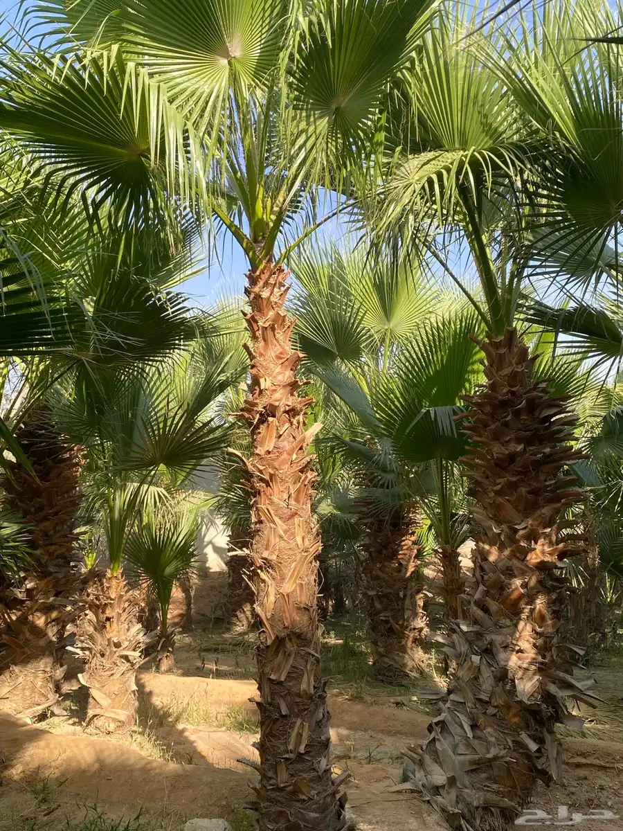 نخل واشنطني 2