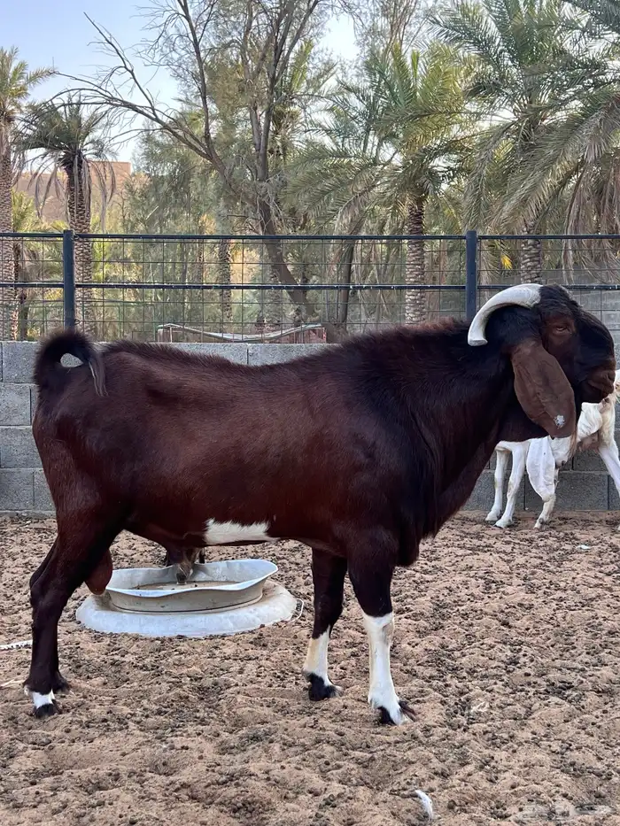 فحل هجين كلهاري 5