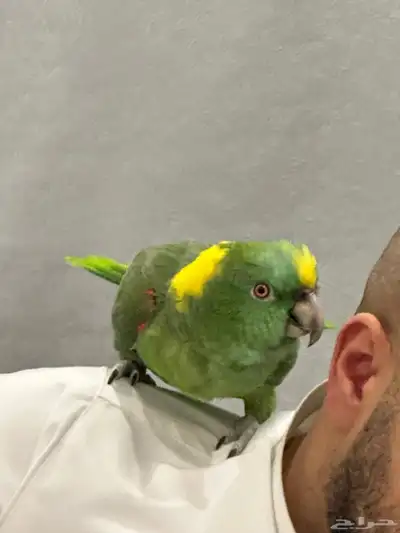 يلوناب فل جرا وهدد 2