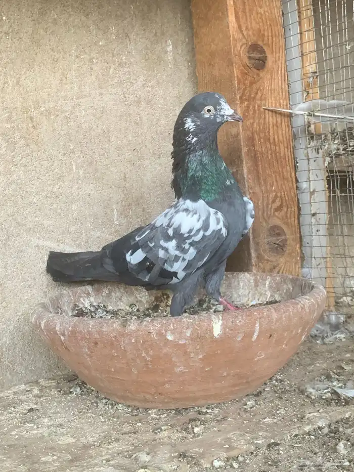 حمام باكستاني 9