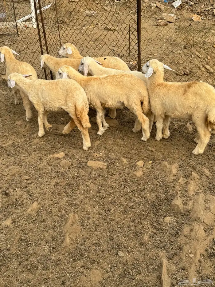 طليان ورخال العدد7 1