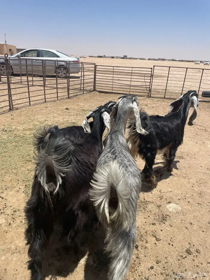 جفار وتيوس منادي زبده 5