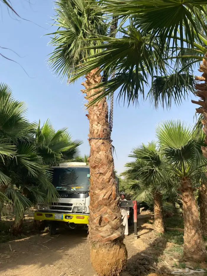 نخل واشنطني 3