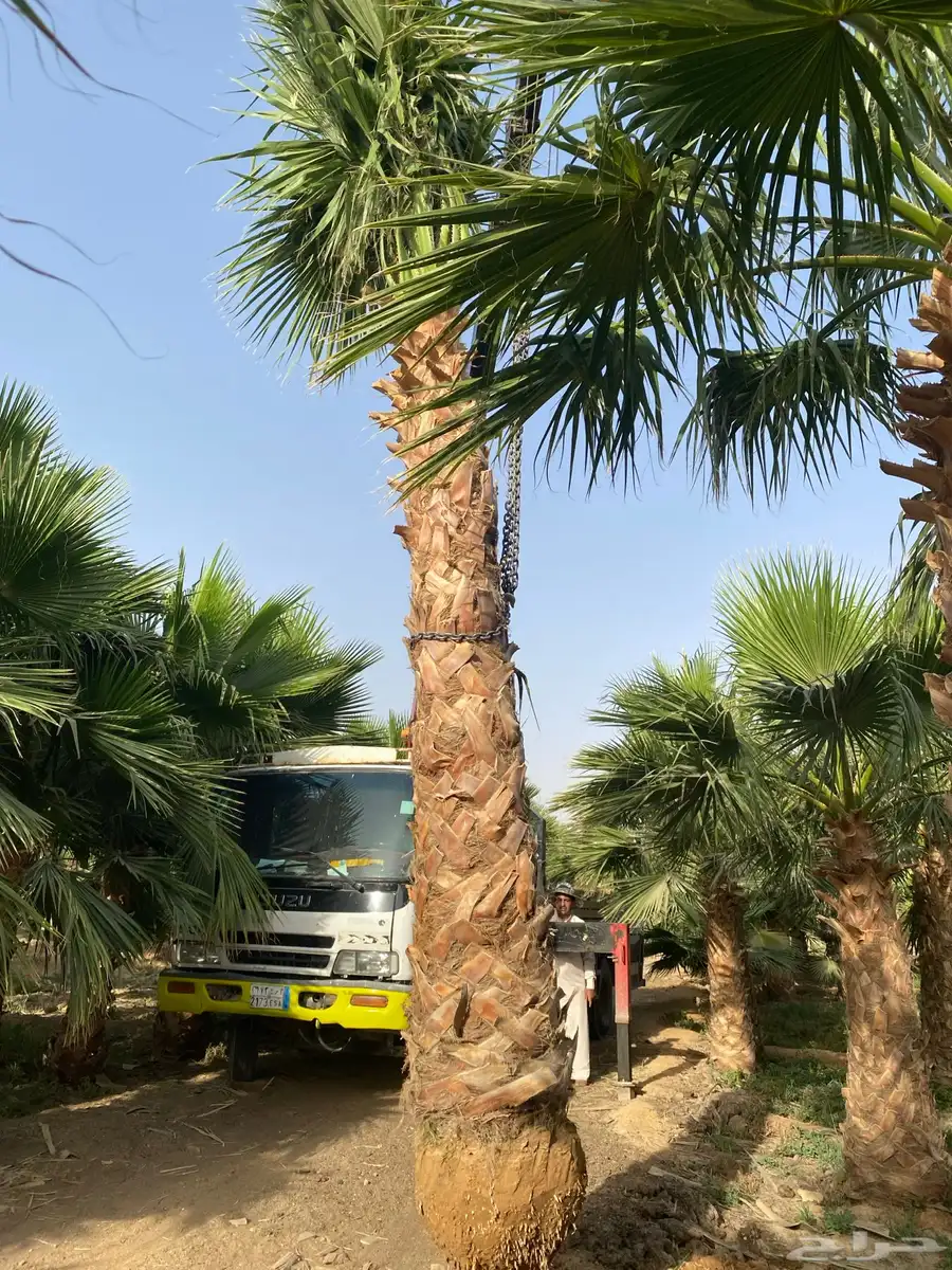 نخل واشنطني 3