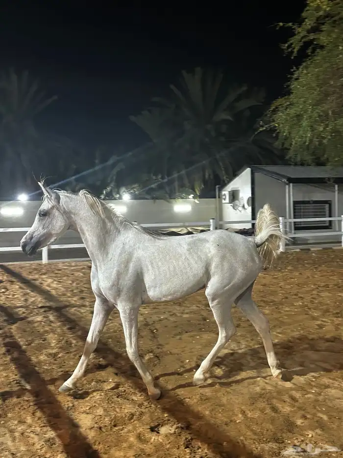 مهره شعبيه بكريه او حاضنه 0