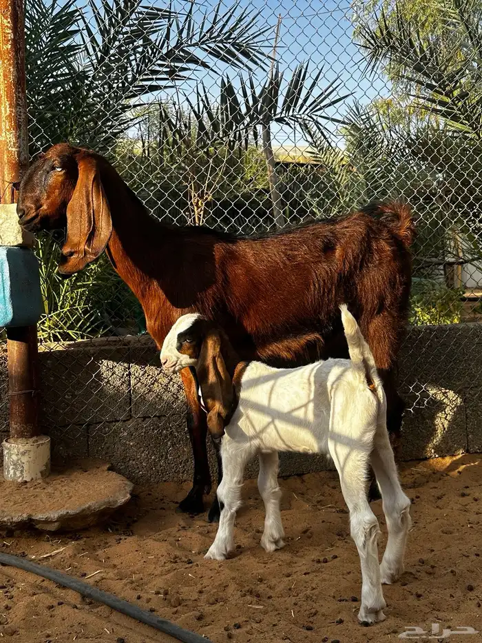 عنز ثنيه يتبعه تيس كلش شرط تم البيع خارج الموقع 0
