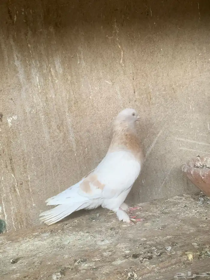حمام تركي 7