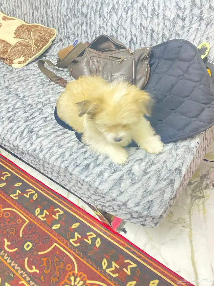 الروضة الدمام 3