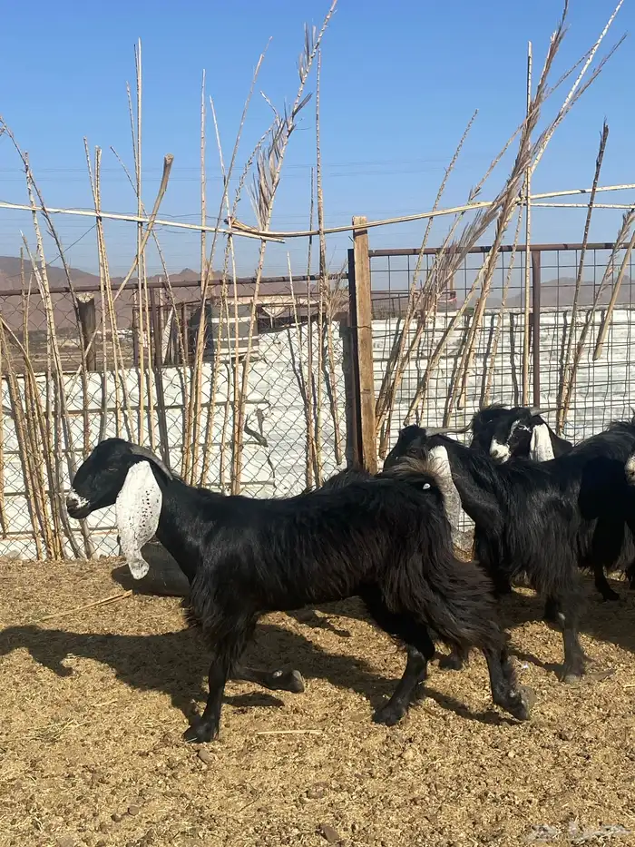 جفار عوارض صنف دفيع وضريع(تم البيع) 14