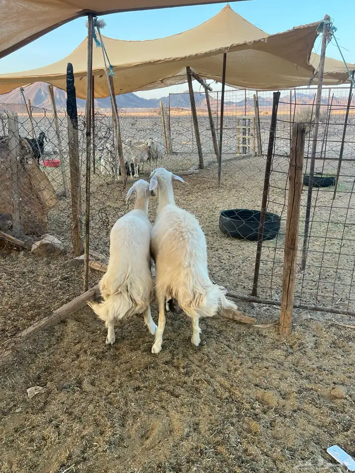 نعاج حريات ( تم البيع)خارج الموقع 6