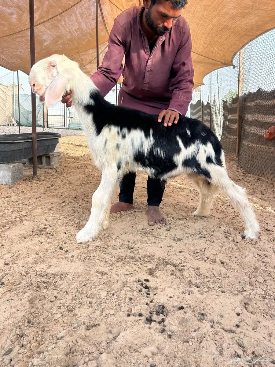 مشروع فحل 0