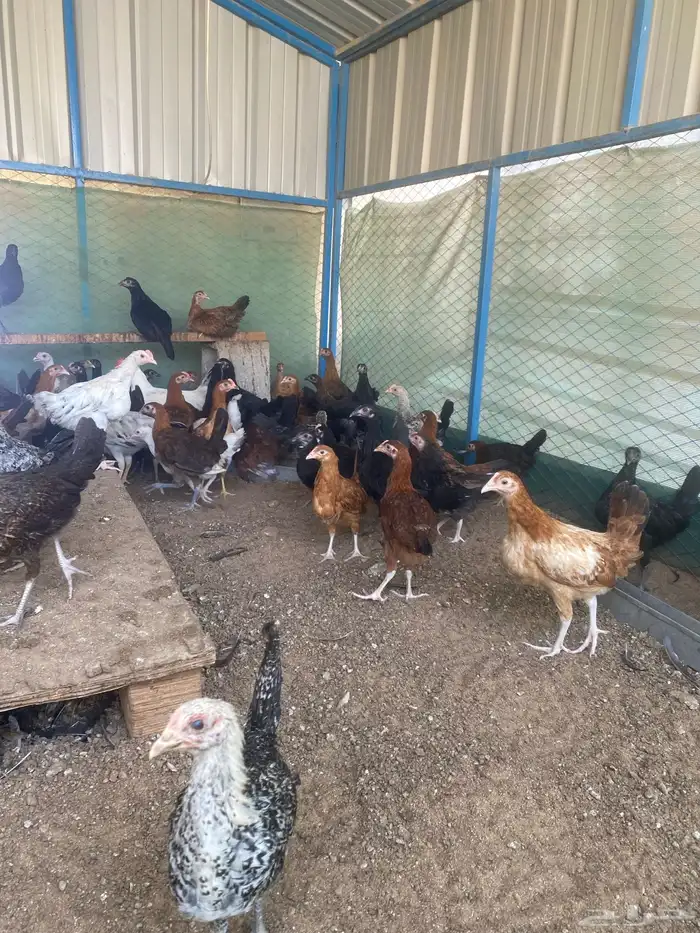 دجاج وديوك بلدي اعمار 3 شهور فيها اسود سك وملون تم البيع 6