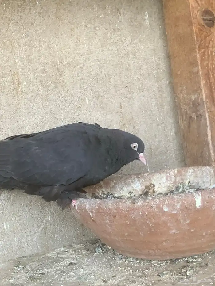 حمام تركي 2