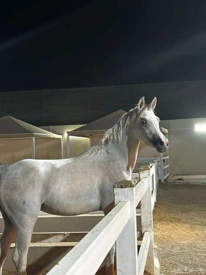 مهره شعبيه بكريه او حاضنه 1