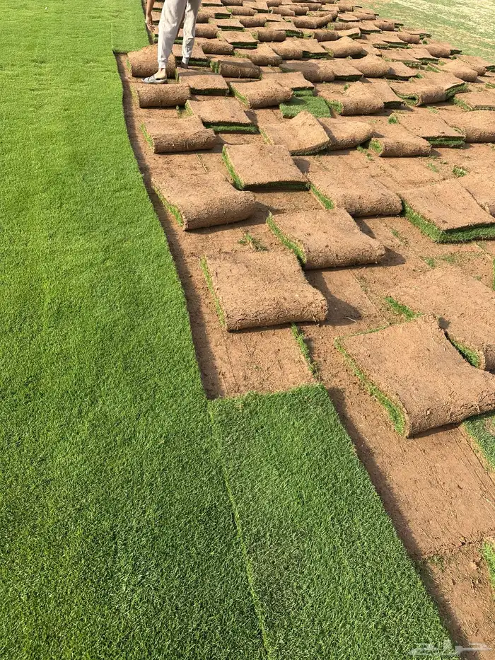 ثيل فرنسي انتورو درجه اولي صافي و خالي من الاعشاب و حشايش. 4