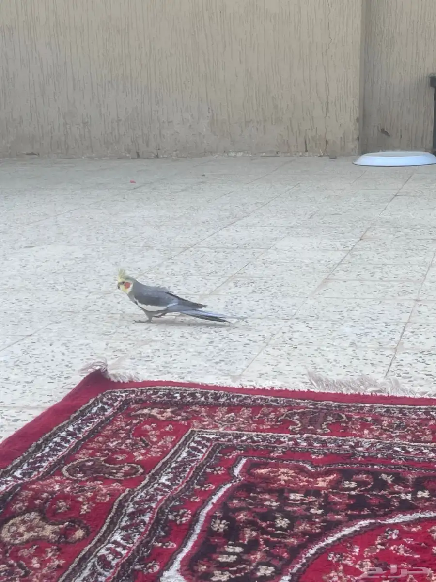ببغا متكلم بطلاقه كروان 9