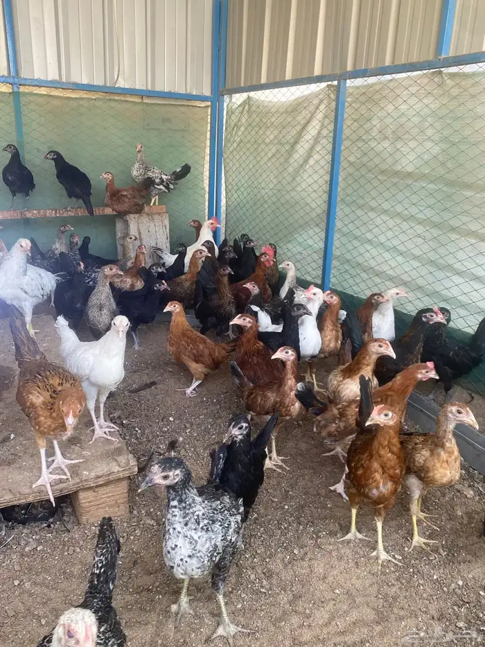 دجاج وديوك بلدي اعمار 3 شهور فيها اسود سك وملون تم البيع 0