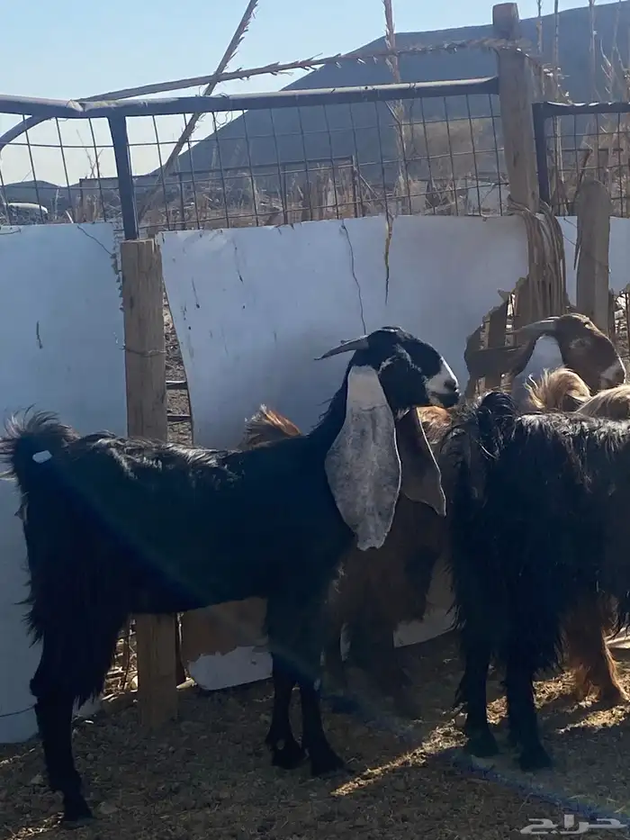 جفار عوارض صنف دفيع وضريع(تم البيع) 2