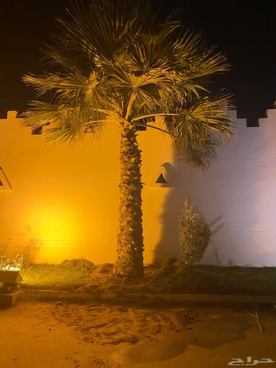 نخل واشنطني 4