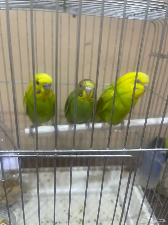 بلابل طيور حب 1