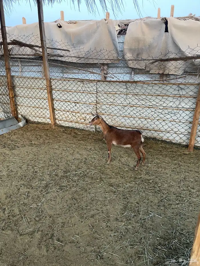 جفره جنوبية 4