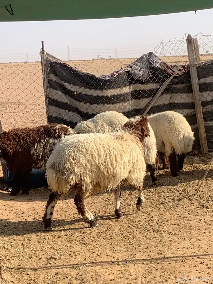 ذبايح وتمايم 1