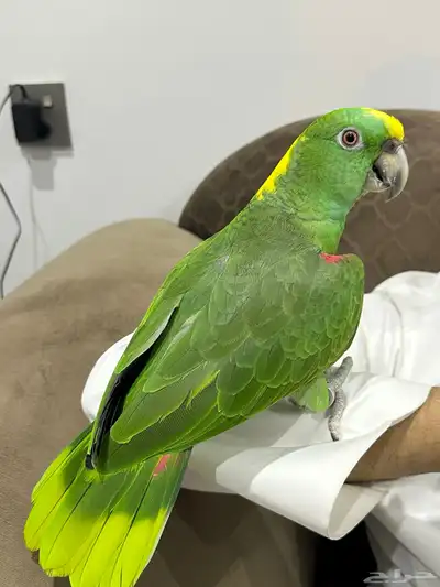 يلوناب فل جرا وهدد 6