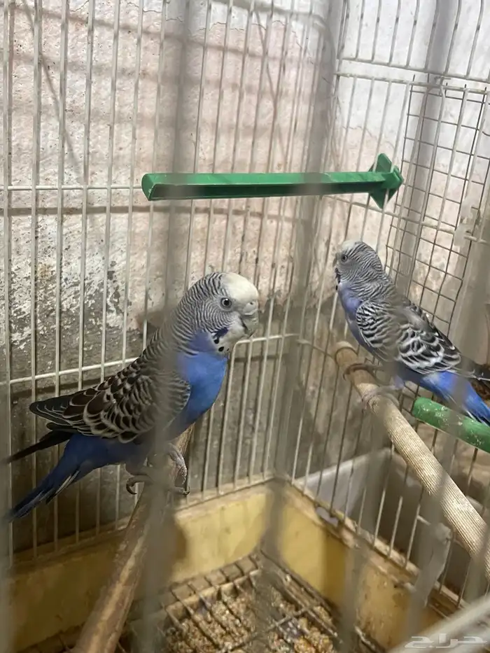 بادجي جوز منتج ووليف ودلوع 2