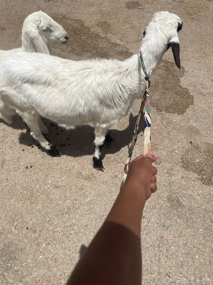 طليان للبيع 1