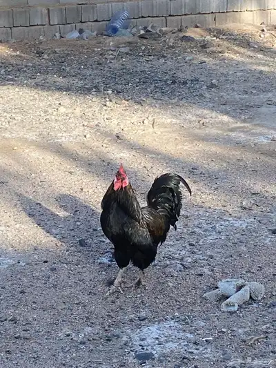 ديك 3