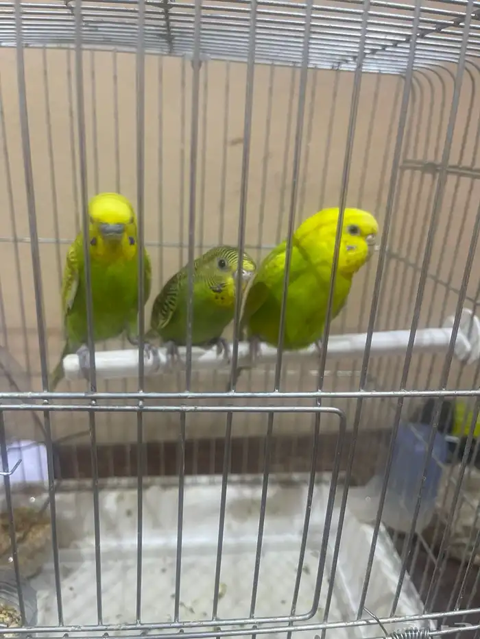 بلابل طيور حب 2