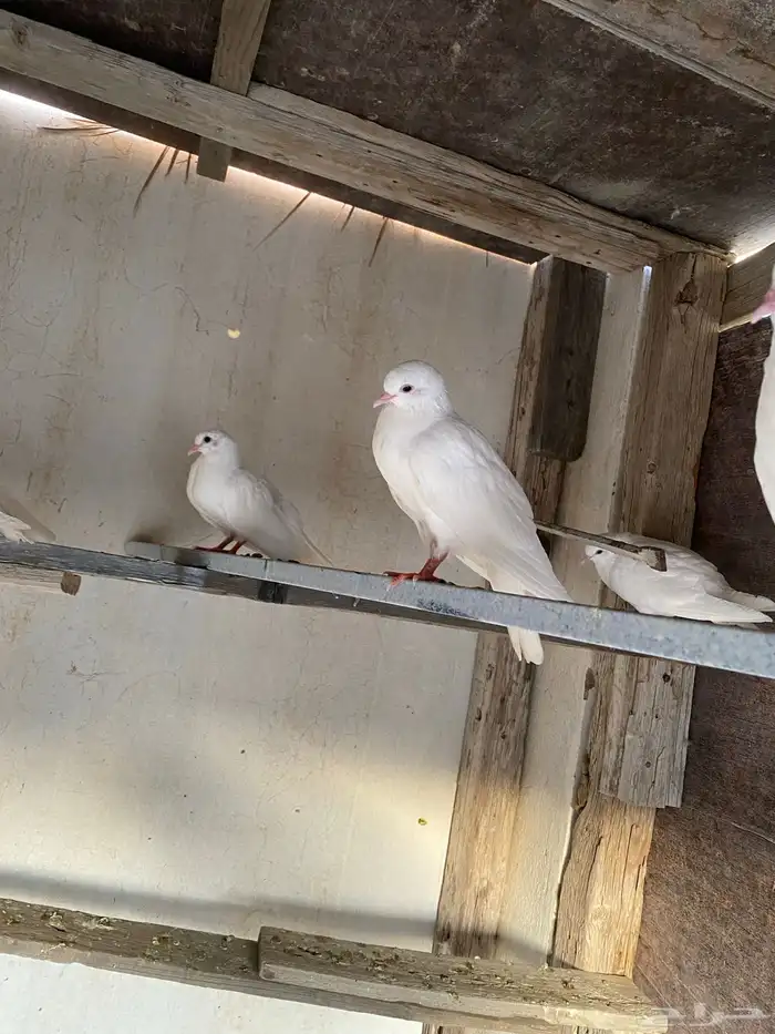 حمام صنعاني للببيع على السوم مكه المكرمه 2