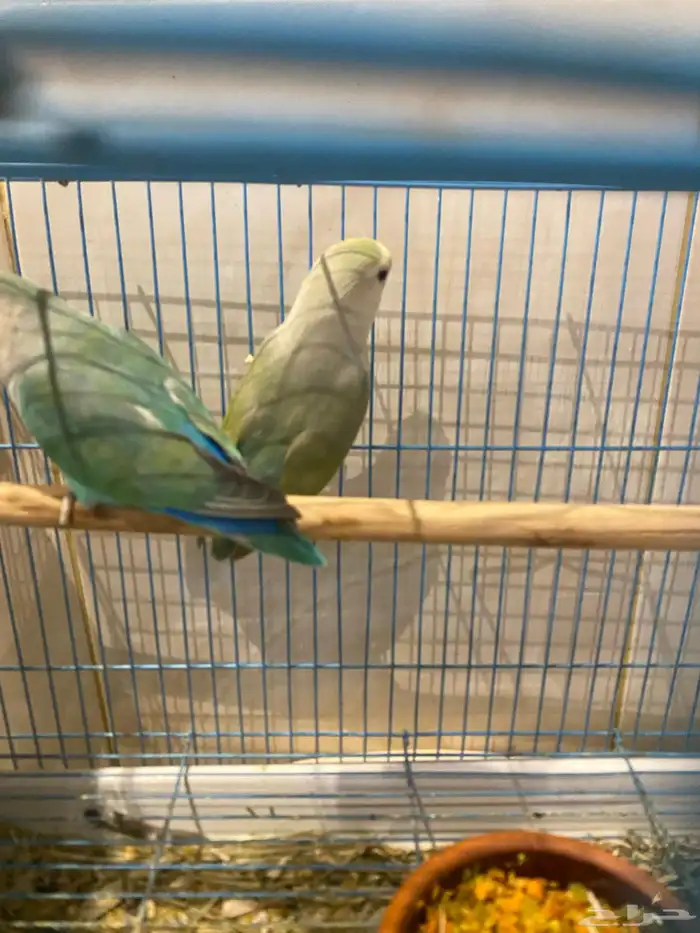 زوج روز مكينة ما شاء الله 1