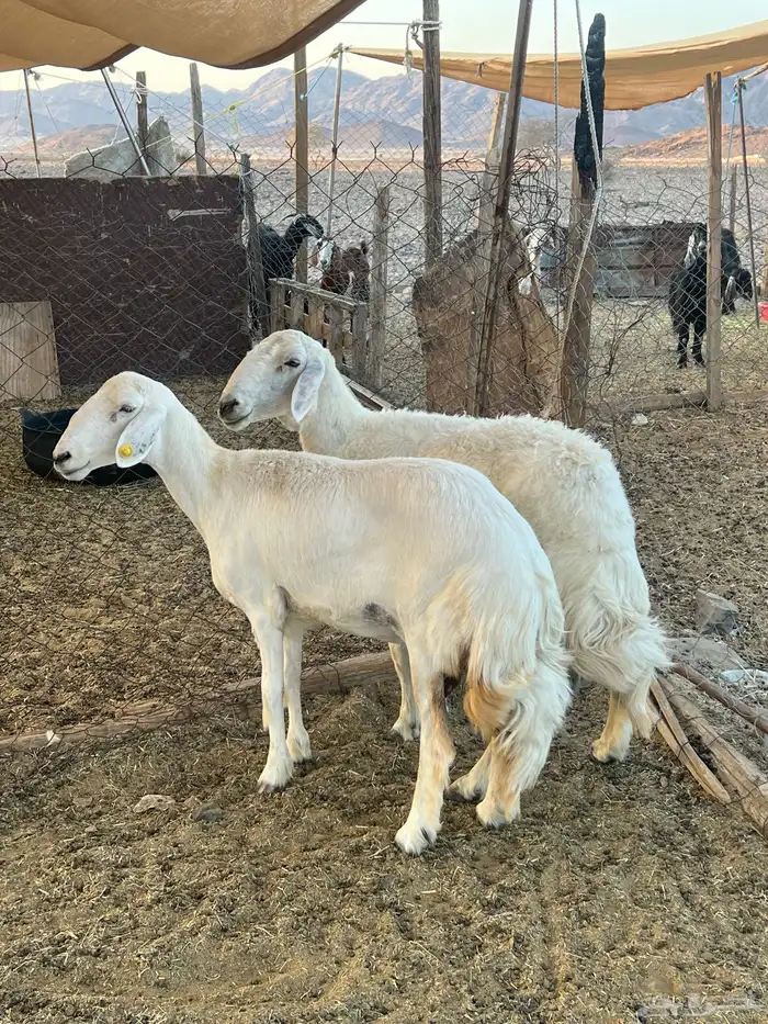 نعاج حريات ( تم البيع)خارج الموقع 4