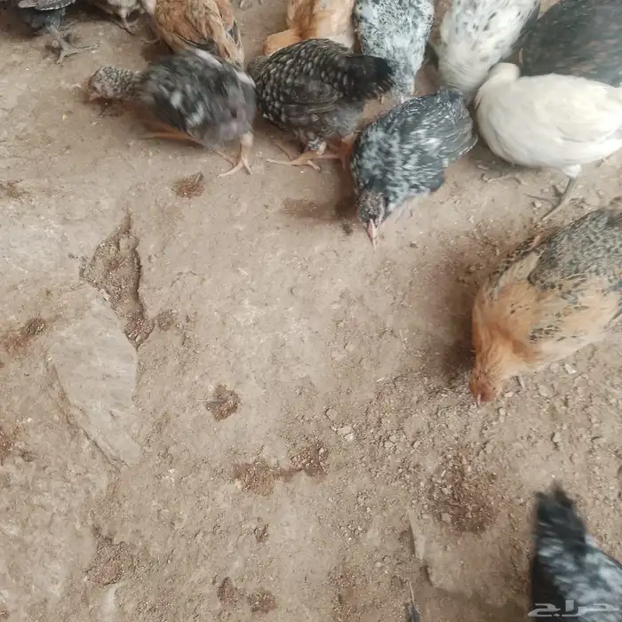 صوص بلدي وفيومي 0