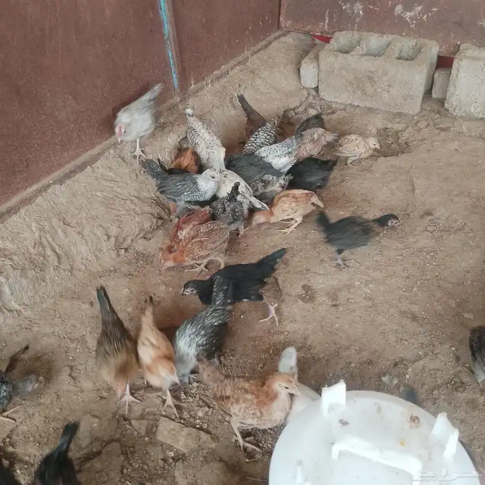صوص بلدي وفيومي 4