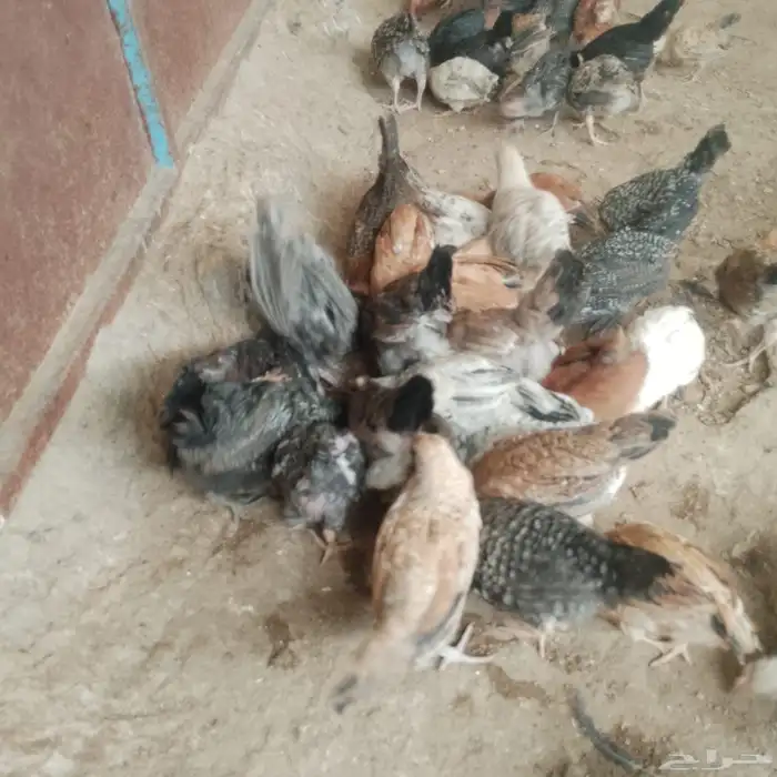صوص بلدي وفيومي 1