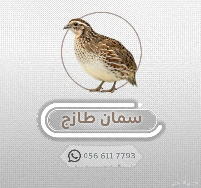 سمان فري طازج 2