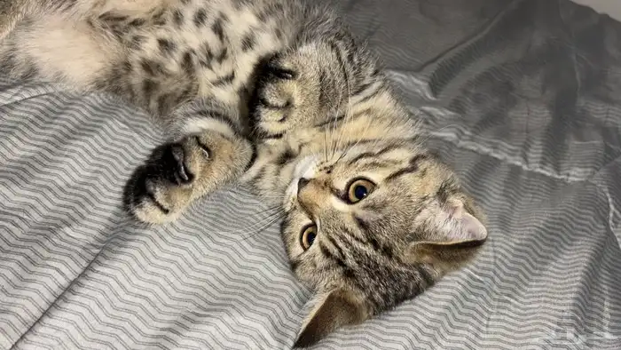 قط سكوتش ستريت شورت هير 0