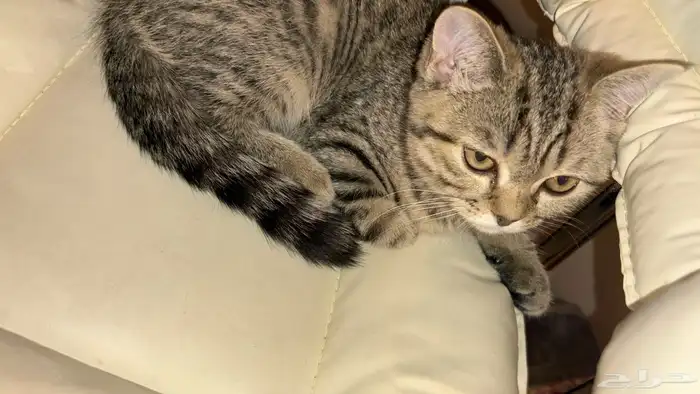 قط سكوتش ستريت شورت هير 1