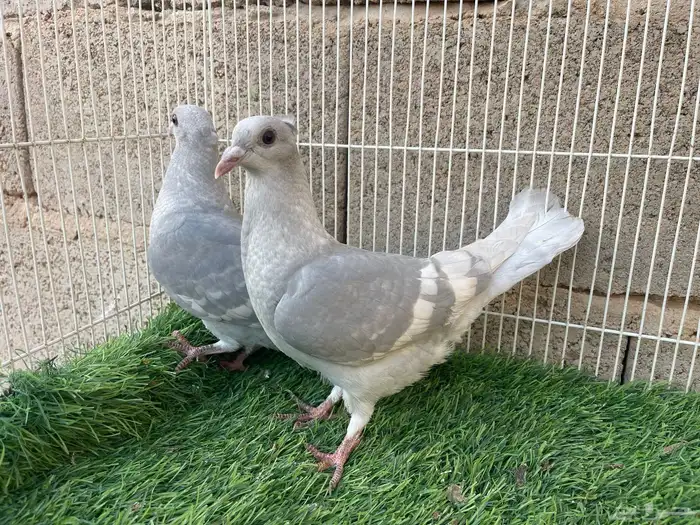 طبه زاجل وايت بار 5
