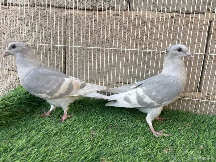 طبه زاجل وايت بار 3