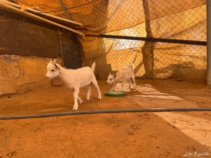 المزاحميه حفيرة نساح 1
