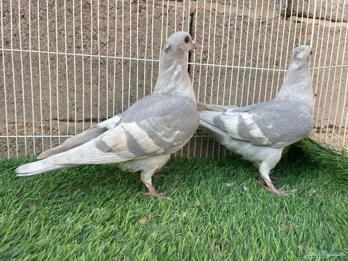 طبه زاجل وايت بار 2